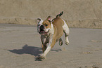 Olde English Bulldog