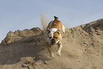 Olde English Bulldog