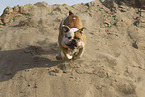 Olde English Bulldog