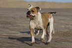 Olde English Bulldog
