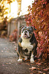 Olde English Bulldog in autumn