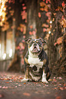Olde English Bulldog in autumn