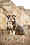 Olde English Bulldog
