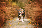 Olde English Bulldog in autumn