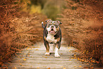 Olde English Bulldog in autumn