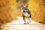 Olde English Bulldog in autumn