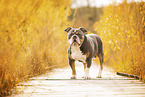 Olde English Bulldog in autumn