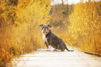 Olde English Bulldog in autumn