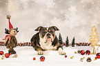 Olde English Bulldog in studio