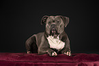 Olde English Bulldog in studio