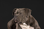 Olde English Bulldog in studio