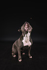 Olde English Bulldog in studio