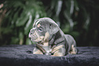 Olde English Bulldog Puppy