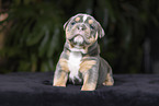 Olde English Bulldog Puppy