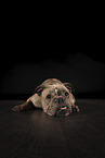 Olde English Bulldog in studio