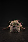 Olde English Bulldog in studio