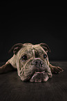 Olde English Bulldog in studio