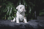 Olde English Bulldog Puppy