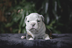 Olde English Bulldog Puppy