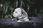 Olde English Bulldog Puppy