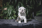 Olde English Bulldog Puppy