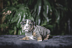 Olde English Bulldog Puppy