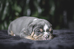 Olde English Bulldog Puppy