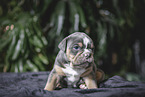 Olde English Bulldog Puppy