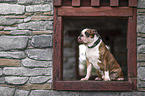male Olde English Bulldog