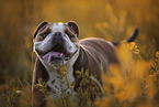 Olde English Bulldog