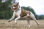 Olde English Bulldog