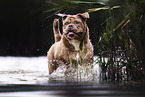 Olde English Bulldog