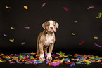 Olde English Bulldog Puppy