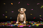 Olde English Bulldog Puppy