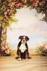 Olde English Bulldog Puppy