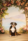 Olde English Bulldog Puppy
