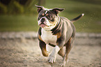 Olde English Bulldog