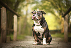 Olde English Bulldog