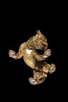Olde English Bulldog