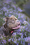 Olde English Bulldog