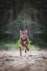 Olde English Bulldog