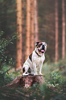Olde English Bulldog