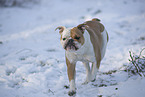 Olde English Bulldog in snow