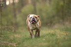 Olde English Bulldog