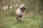 Olde English Bulldog