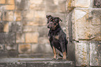 Olde English Bulldog