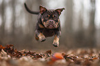 Olde English Bulldog
