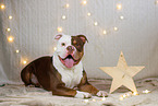 Olde English Bulldog in christmas decoration