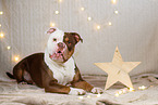 Olde English Bulldog in christmas decoration