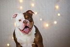 Olde English Bulldog in christmas decoration